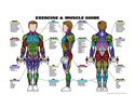 GP110L-Male Muscle Guide,24"x36", Laminated