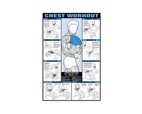 Poster Chest Workout Laminated Gp505l
